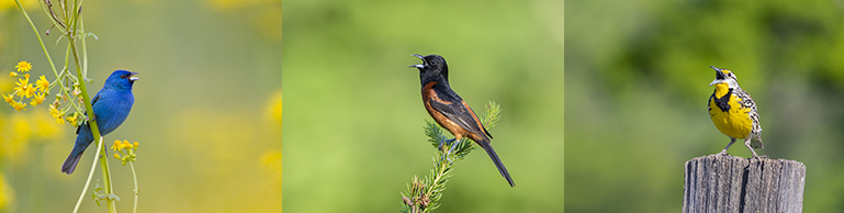 Singing Birds

