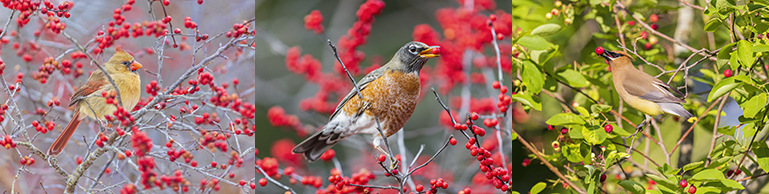 Songbirds eating Berries
